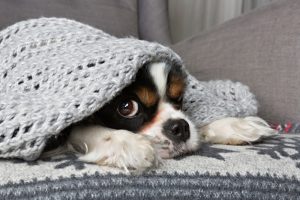 spaniel-dog-under-blanket-with-face-peering-out