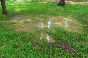 puddle-on-lawn-caused-by-sewage-backup